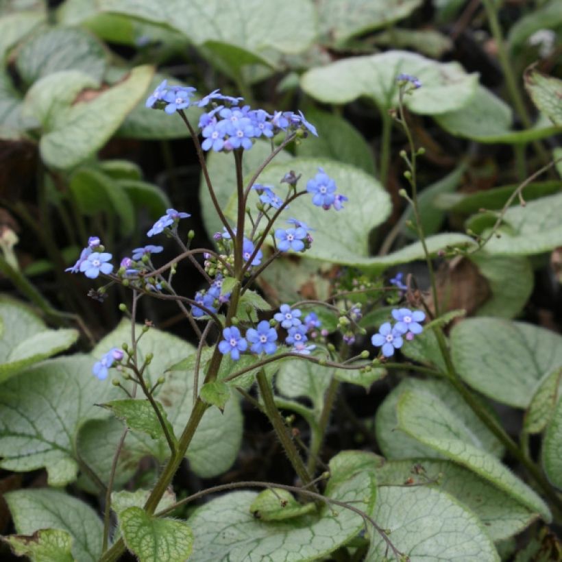 Brunnera macrophylla Looking Glass (Porto)