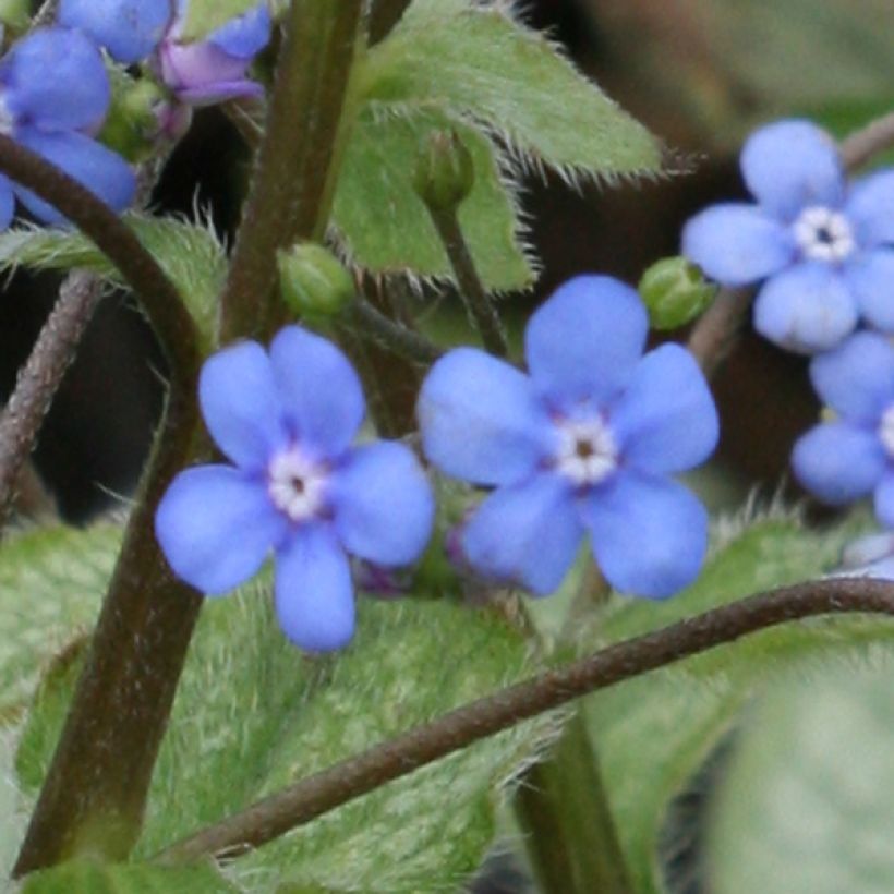 Brunnera macrophylla Looking Glass (Fioritura)