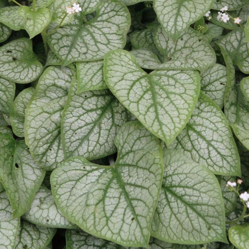 Brunnera macrophylla Mr Morse (Fogliame)