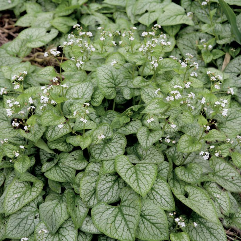 Brunnera macrophylla Mr Morse (Porto)