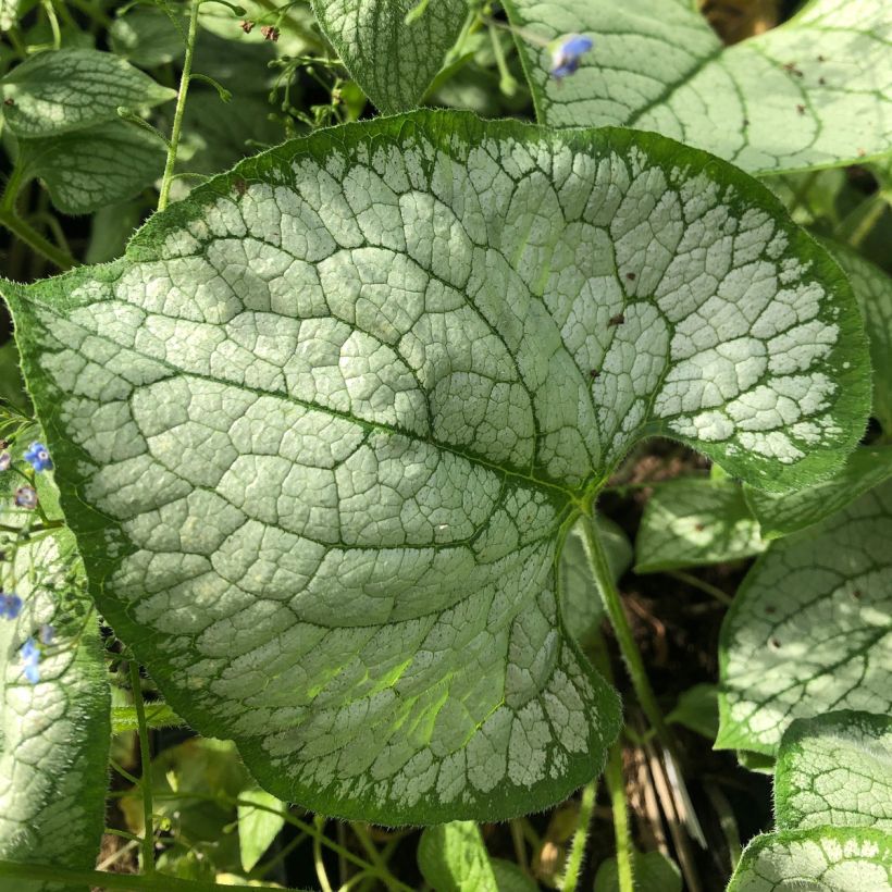 Brunnera macrophylla Silver Heart (Fogliame)