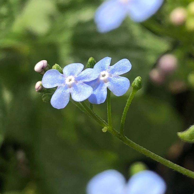 Brunnera macrophylla Silver Heart (Fioritura)