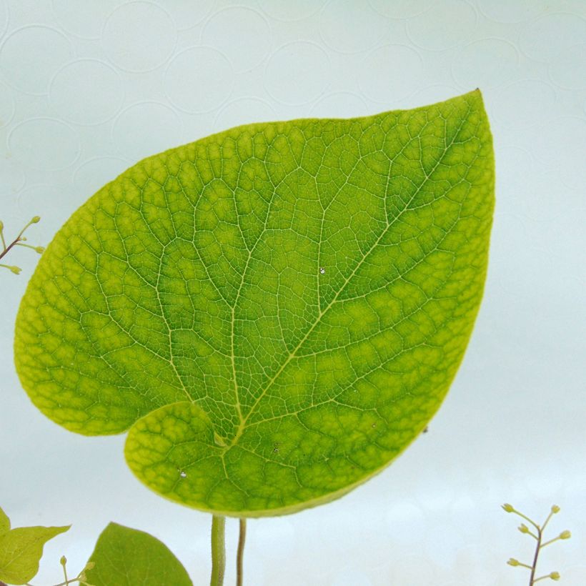 Brunnera macrophylla Starry Eyes (Fogliame)