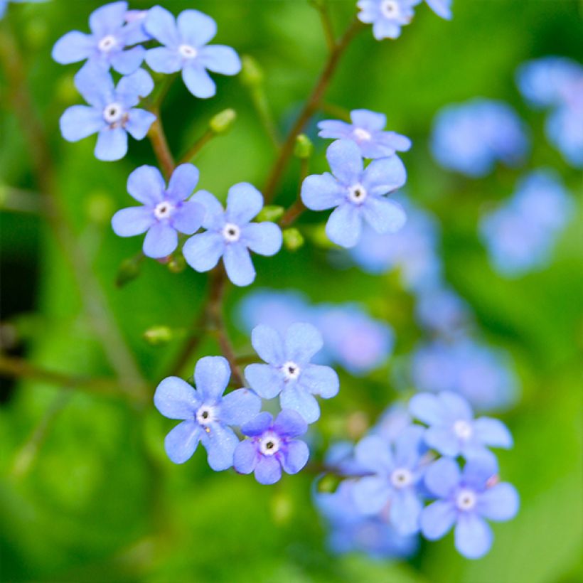 Brunnera macrophylla Yellow spring (Fioritura)