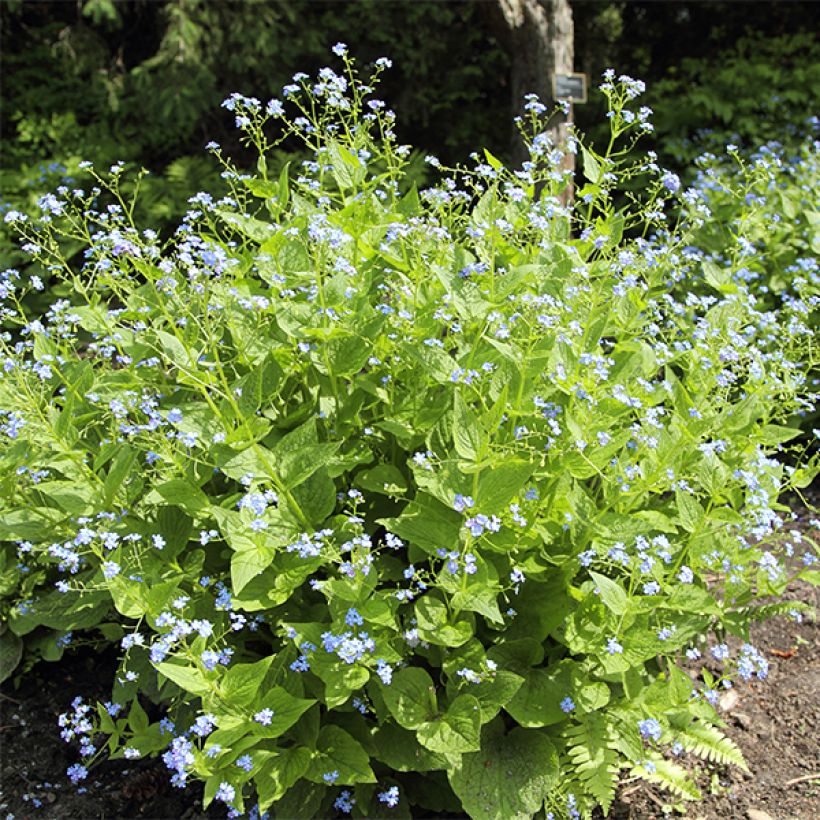 Brunnera macrophylla Yellow spring (Porto)