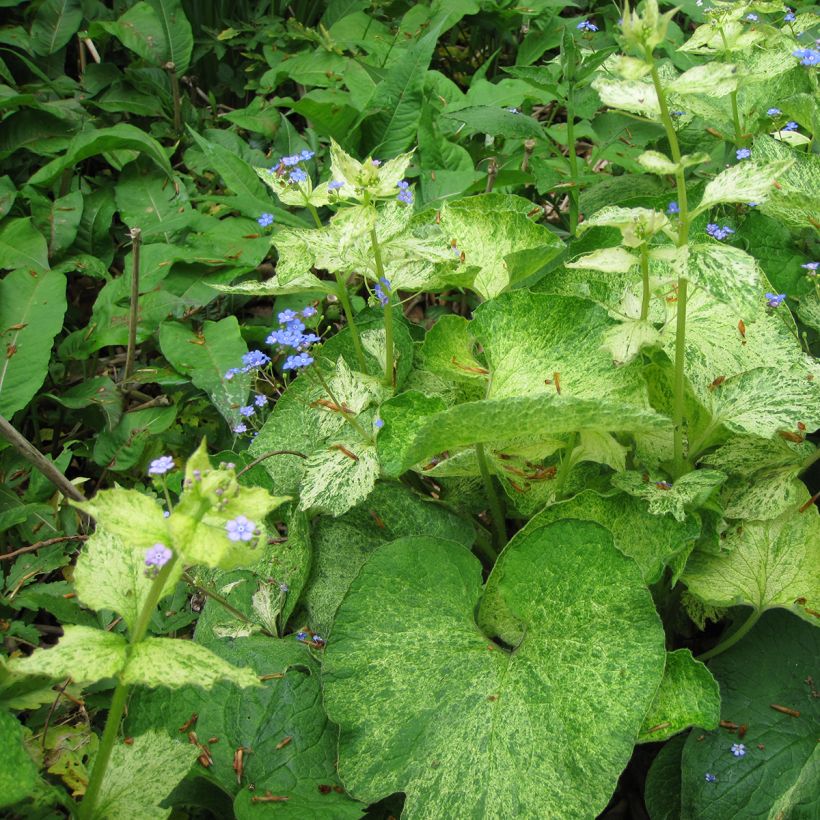 Brunnera macrophylla Yellow spring (Fogliame)