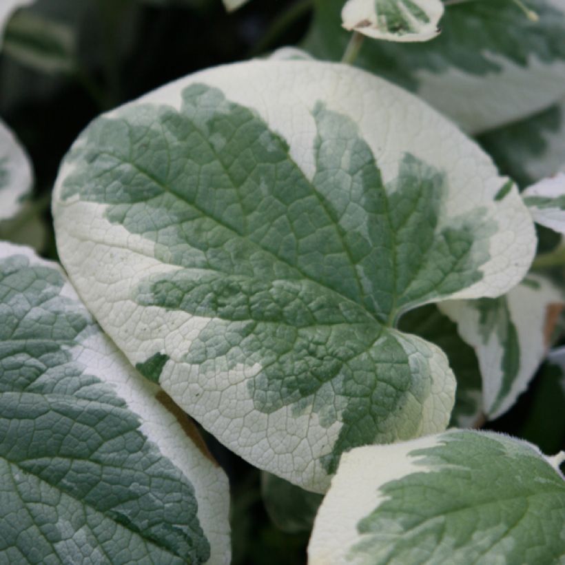 Brunnera macrophylla Variegata (Fogliame)