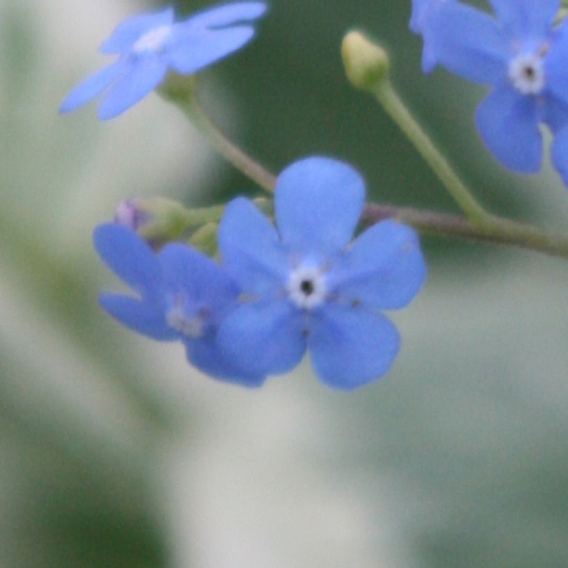 Brunnera macrophylla Variegata (Fioritura)