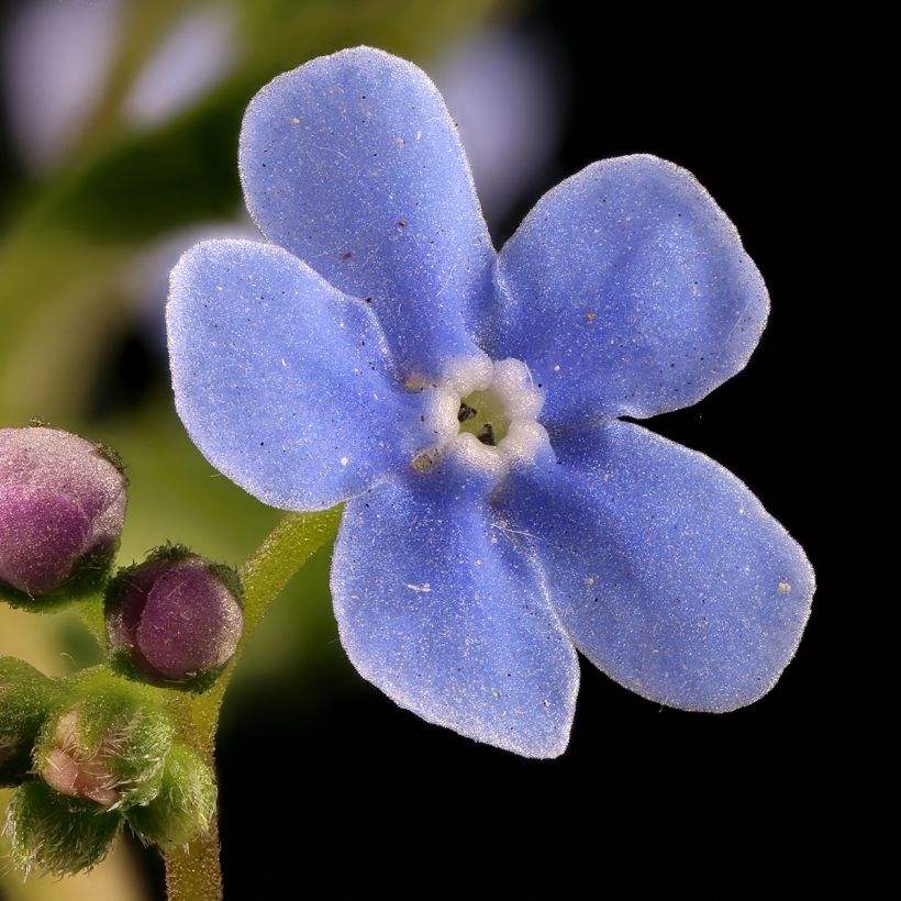 Brunnera sibirica (Fioritura)