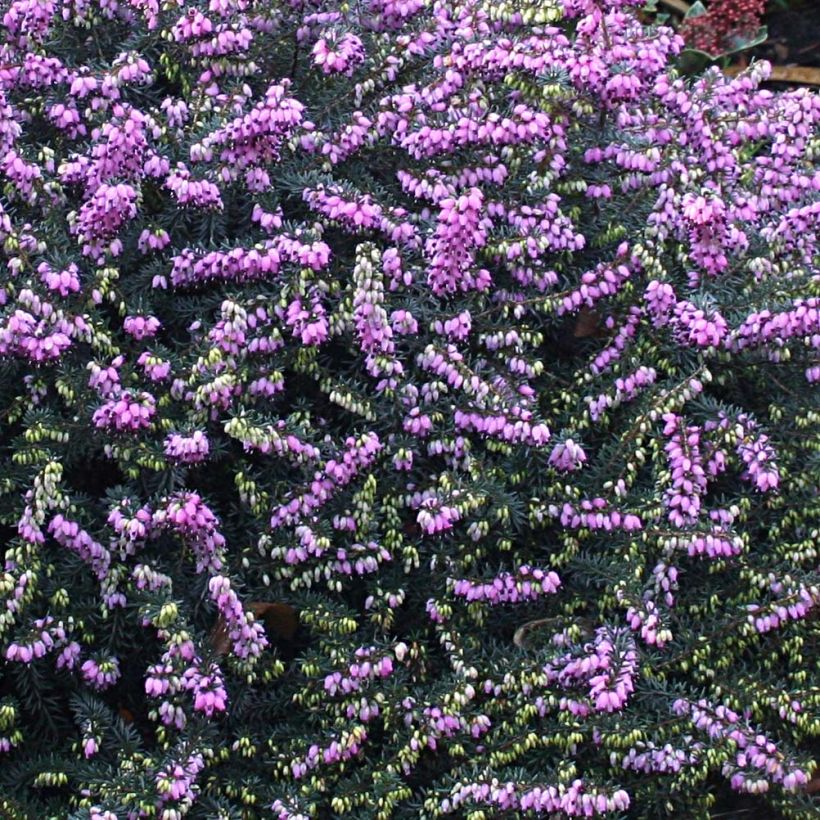 Erica darleyensis Winter Belles Lucie (Fioritura)