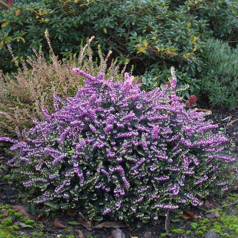 Erica darleyensis Winter Belles Lucie (Porto)