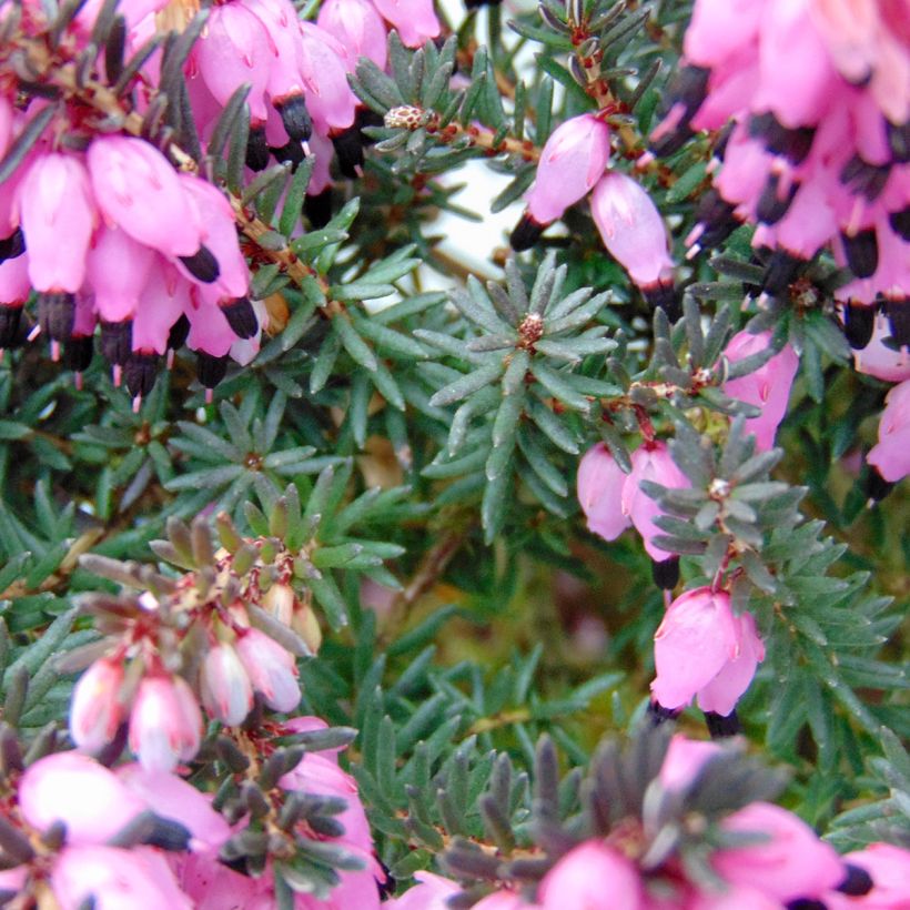 Erica darleyensis Winter Belles Lucie (Fogliame)