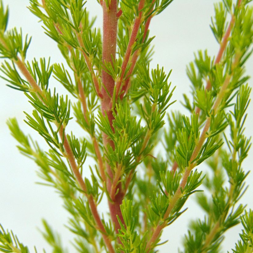 Erica arborea Great Star Le Vasterival (Fogliame)