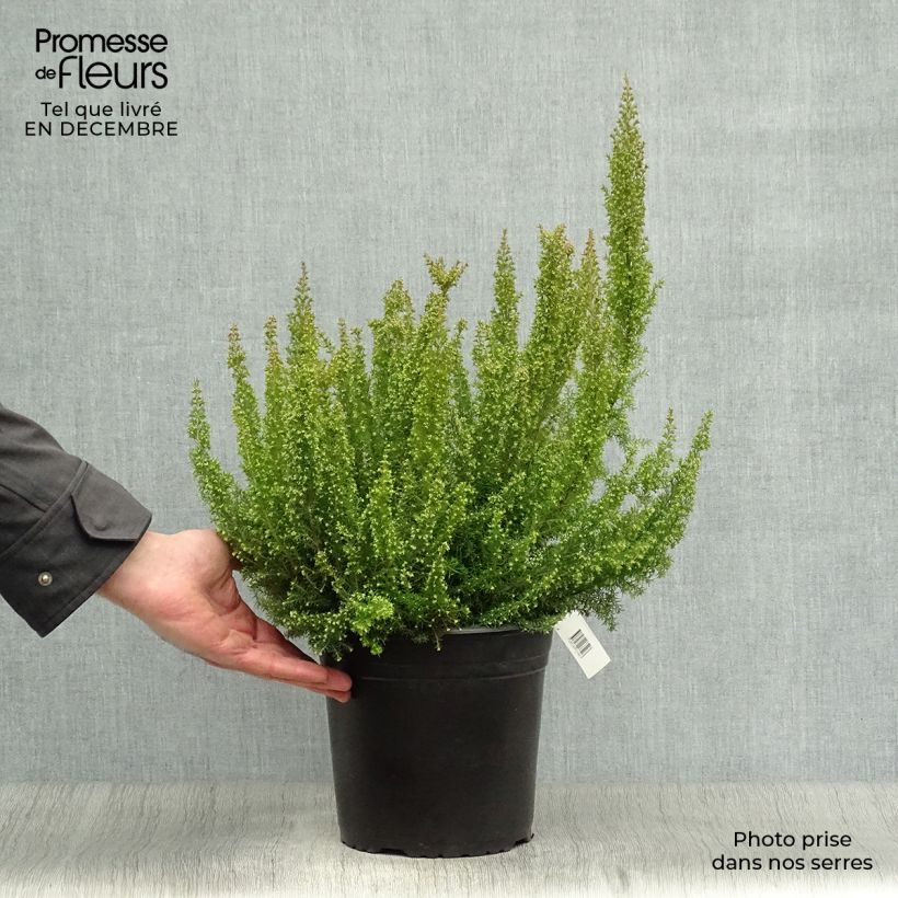 Bruyère arborescente Pink Joy - Erica arborea Pot de 4L/5L esemplare consegnato in inverno