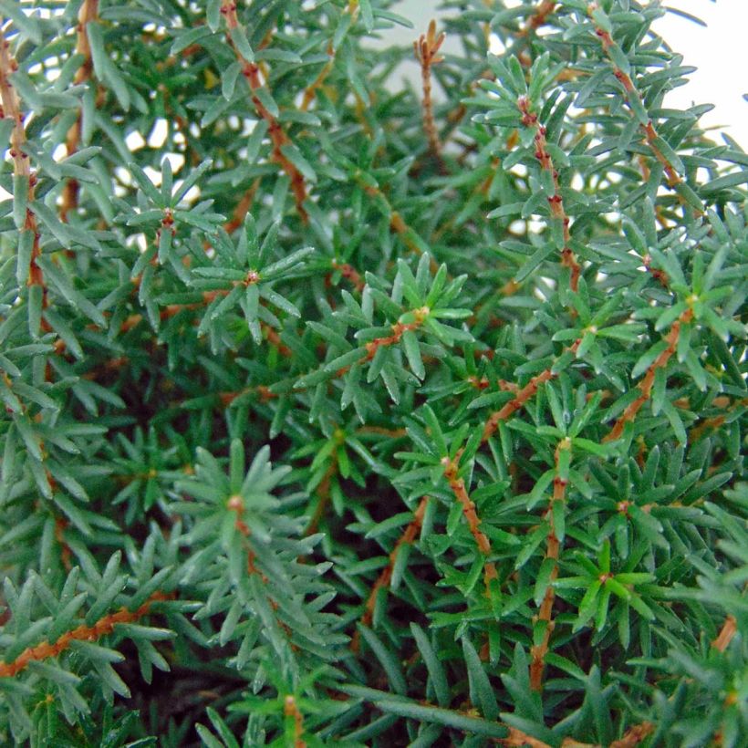 Erica darleyensis Kramer's Rote (Fogliame)