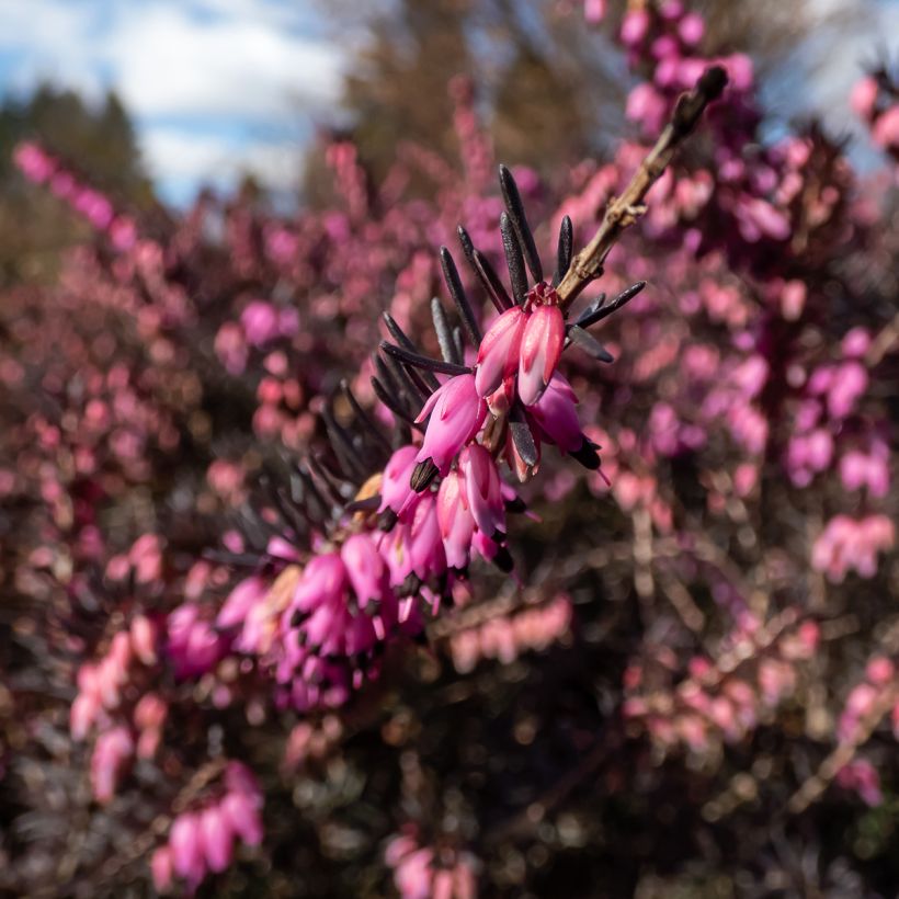 Erica darleyensis Kramer's Rote (Fioritura)