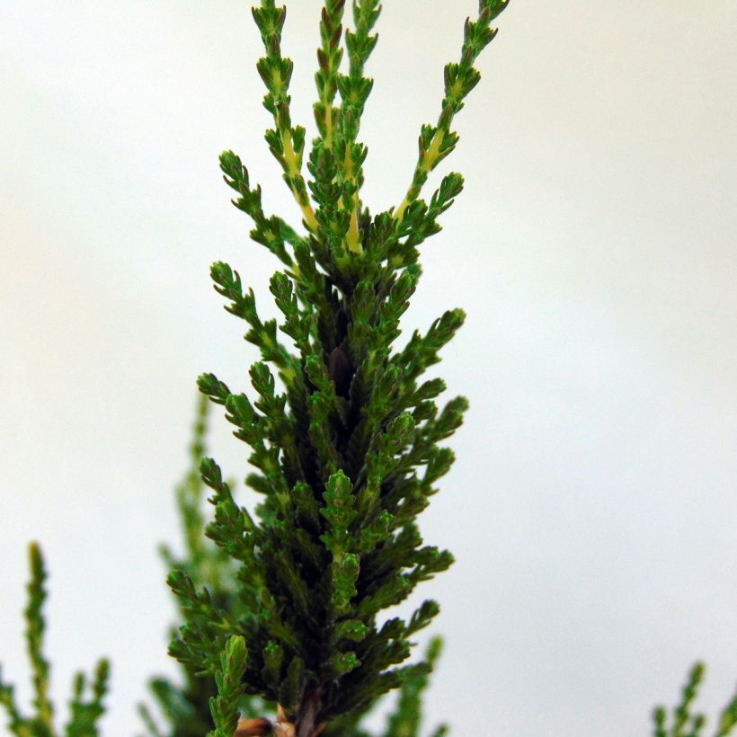 Calluna vulgaris Allegro - Brugo (Fogliame)