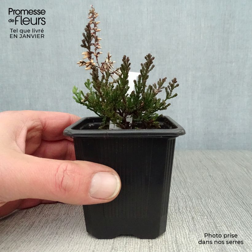 Bruyère d'été - Calluna vulgaris Marlies Godet de 8 cm esemplare consegnato in inverno