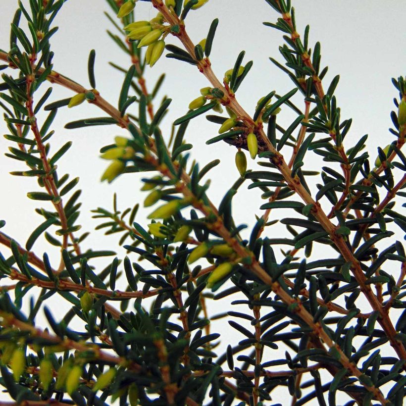 Erica darleyensis Silberschmelze (Fogliame)