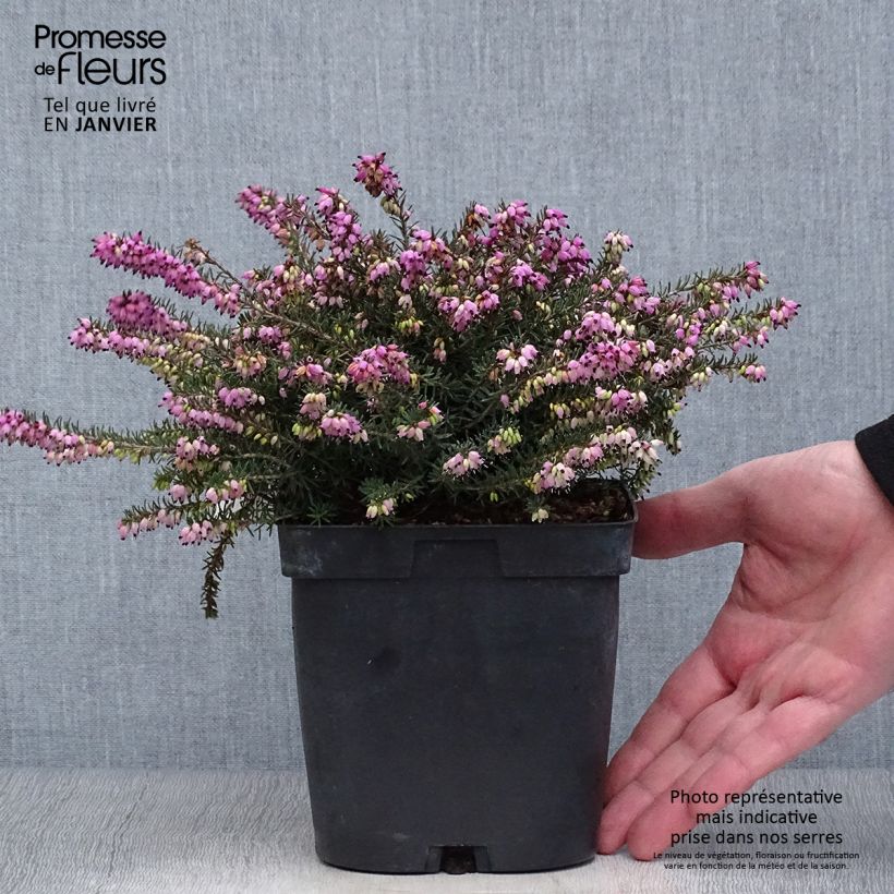 Bruyère d'Hiver - Erica x darleyensis Kramer's Rote Pot de 2/3L esemplare consegnato in inverno