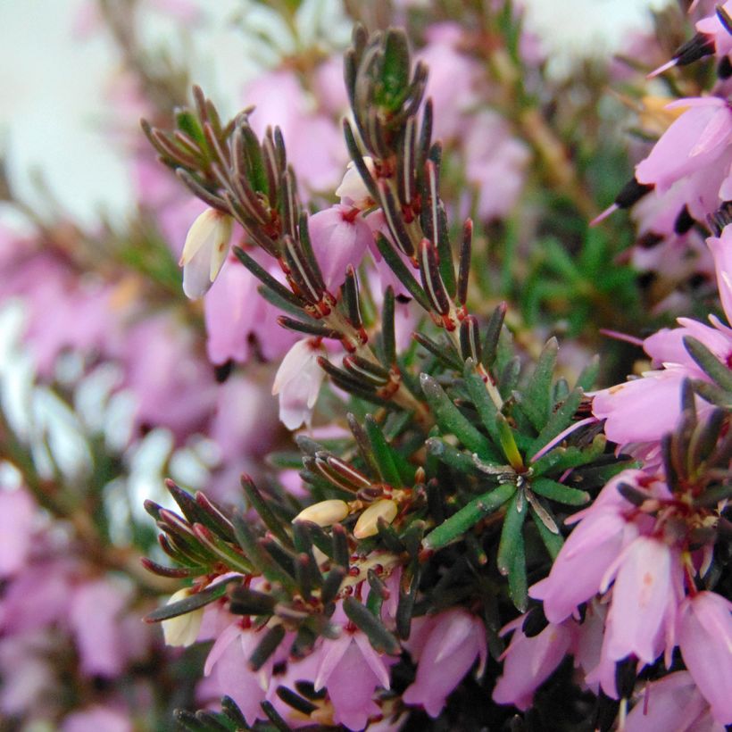 Erica darleyensis Furzey (Fogliame)