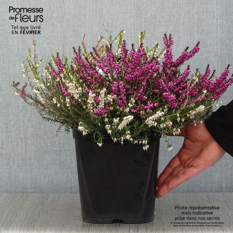 Bruyère d'hiver - Erica x darleyensis Trio Pot de 3L/4L esemplare consegnato in inverno