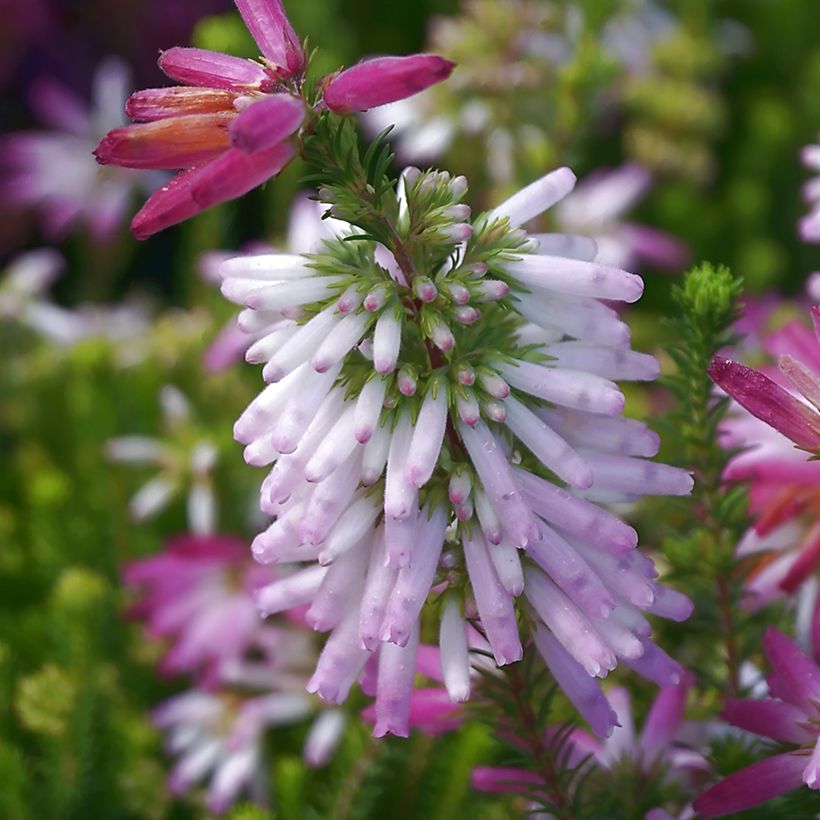 Erica verticillata (Fioritura)