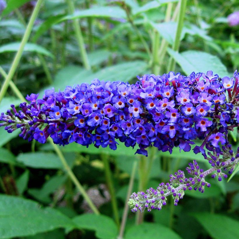 Albero delle farfalle Empire Blue (Fioritura)