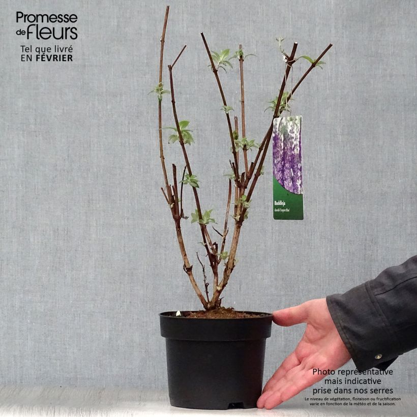 Buddleia Empire Blue - Arbre aux papillons Pot de 2L/3L esemplare consegnato in inverno