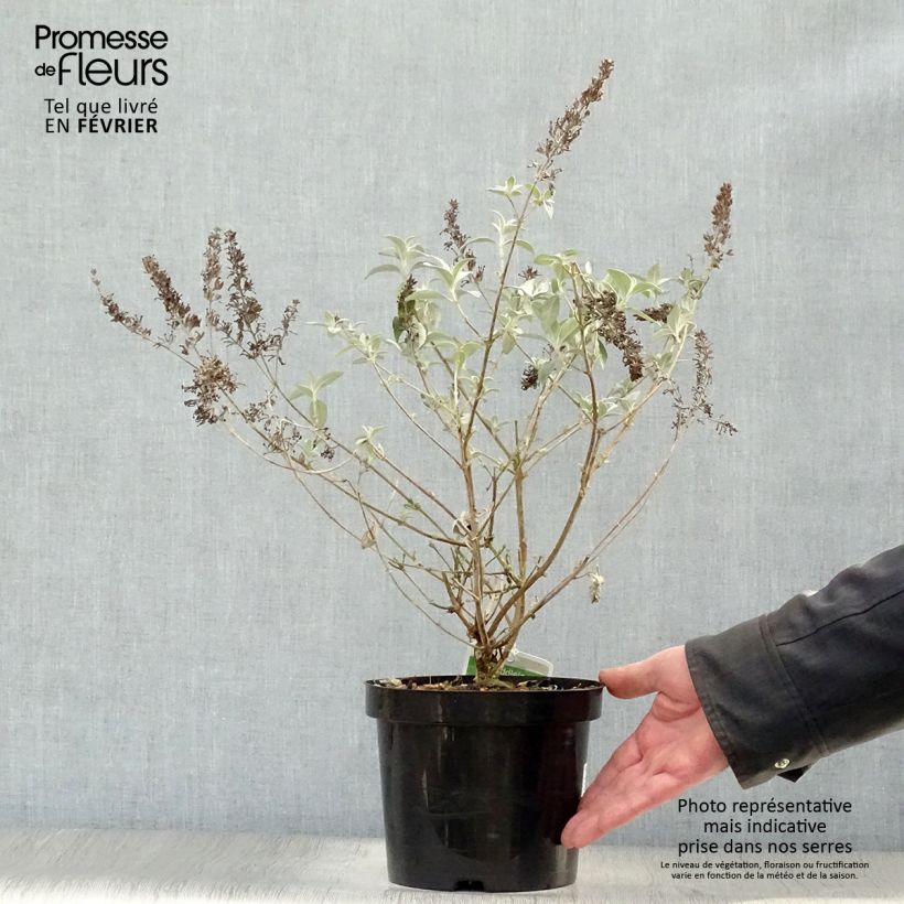 Buddleia Lochinch  - Arbre aux papillons en pot de 2/3L esemplare consegnato in inverno