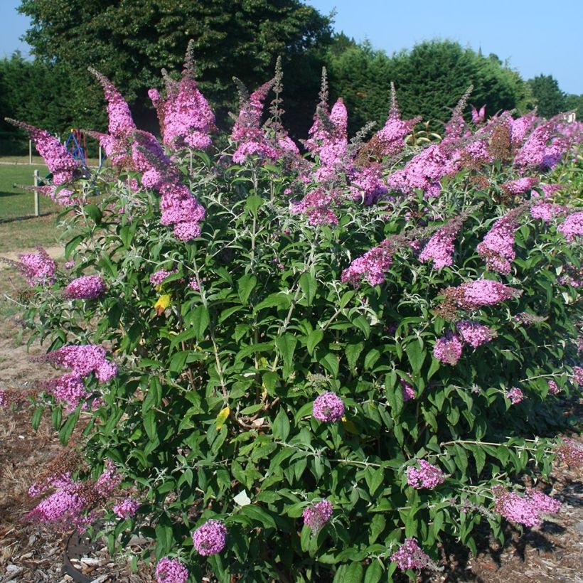 Albero delle farfalle Pink Panther (Porto)