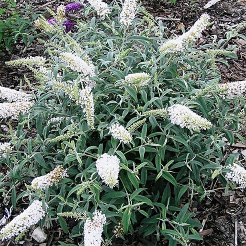 Albero delle farfalle White Ball (Fioritura)