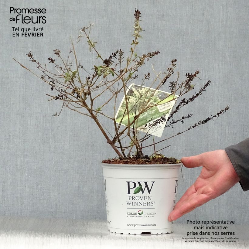 Buddleia White Chip  - Arbre aux papillons nain Pot de 2L/3L esemplare consegnato in inverno