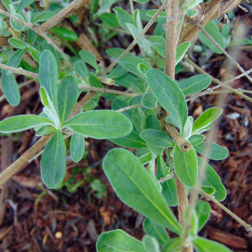 Buddleja alternifolia Unique - Albero delle farfalle (Fogliame)