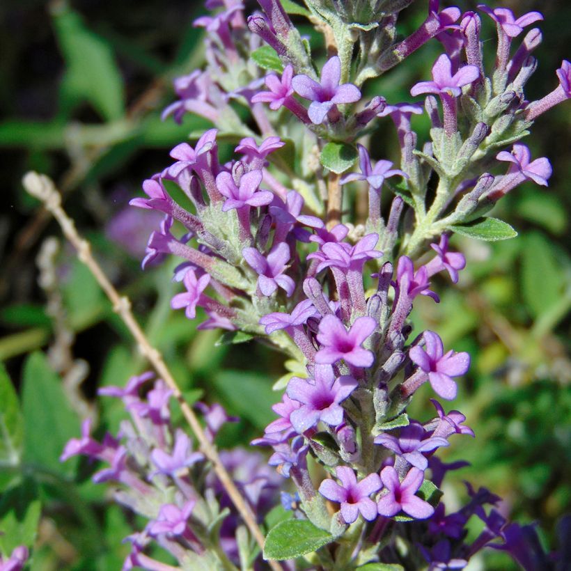 Buddleja alternifolia Unique - Albero delle farfalle (Fioritura)