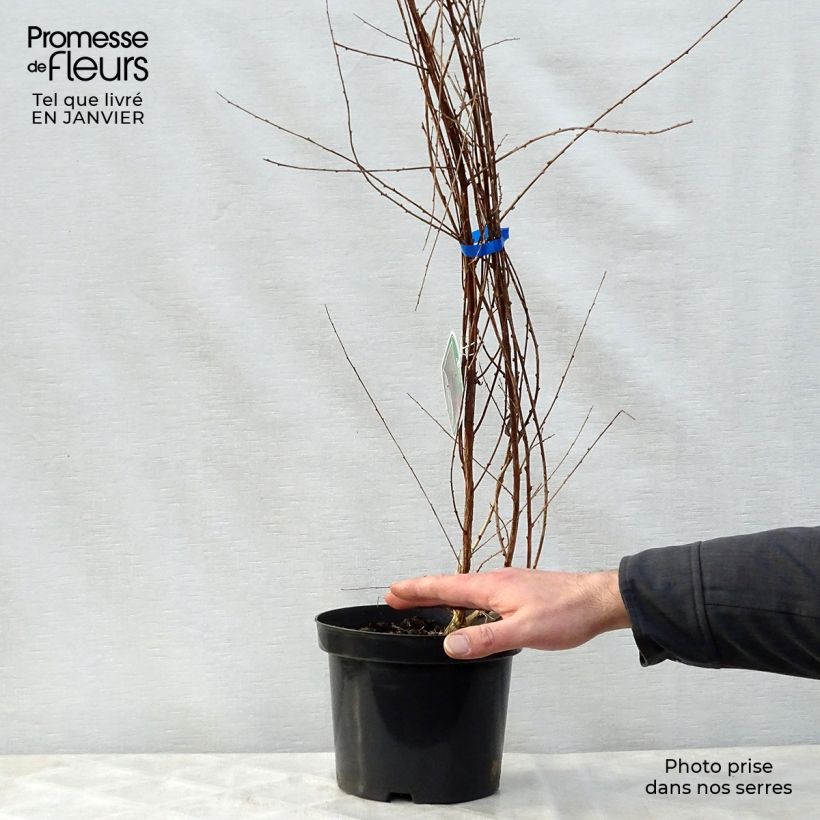 Buddleia alternifolia - Arbre aux papillons en pot de 3,5L. esemplare consegnato in inverno