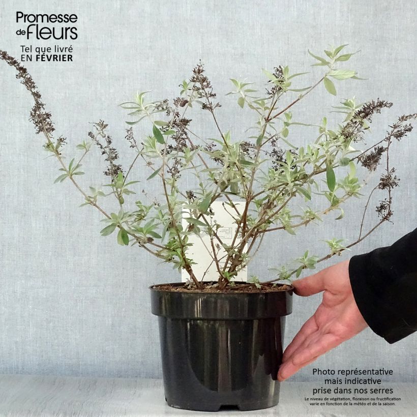 Buddleia davidii Adonis Blue, Arbre à papillons Pot de 3L/4L esemplare consegnato in inverno