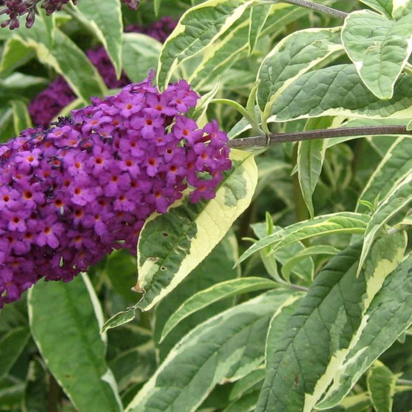 Albero delle farfalle Harlequin (Fogliame)