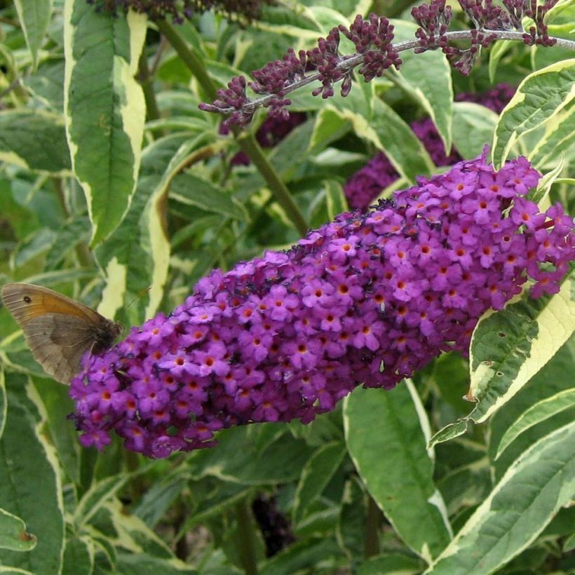 Albero delle farfalle Harlequin (Fioritura)