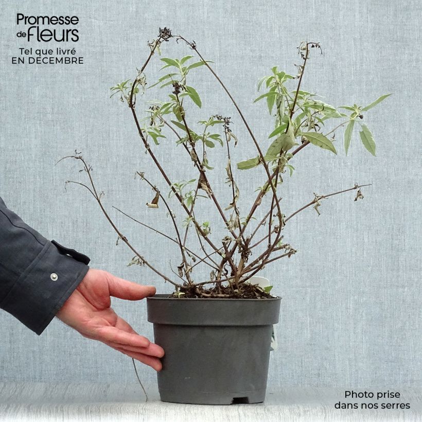 Buddleia davidii Harlequin - Arbre à papillons panaché Pot de 2L/3L esemplare consegnato in inverno