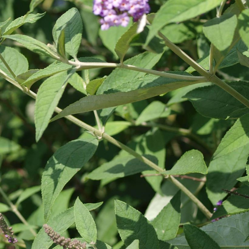 Albero delle farfalle Nanho Purple (Fogliame)