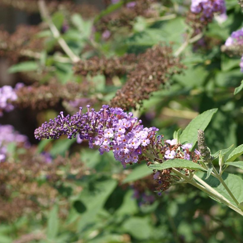 Albero delle farfalle Nanho Purple (Fioritura)