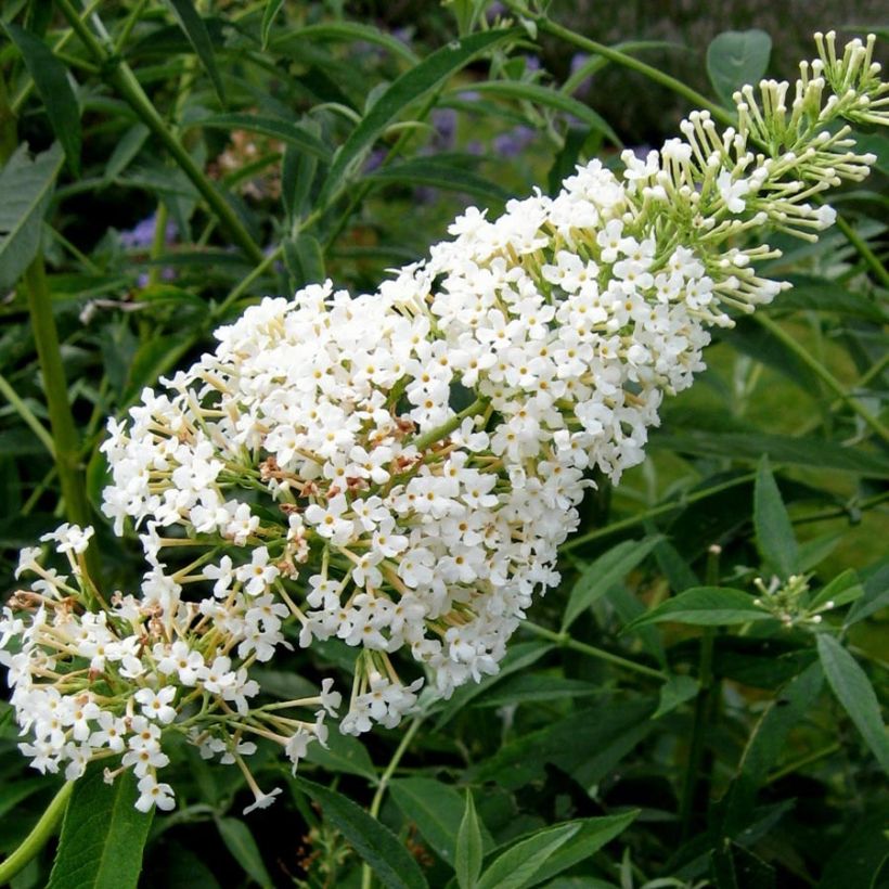 Albero delle farfalle Nanho White (Fioritura)