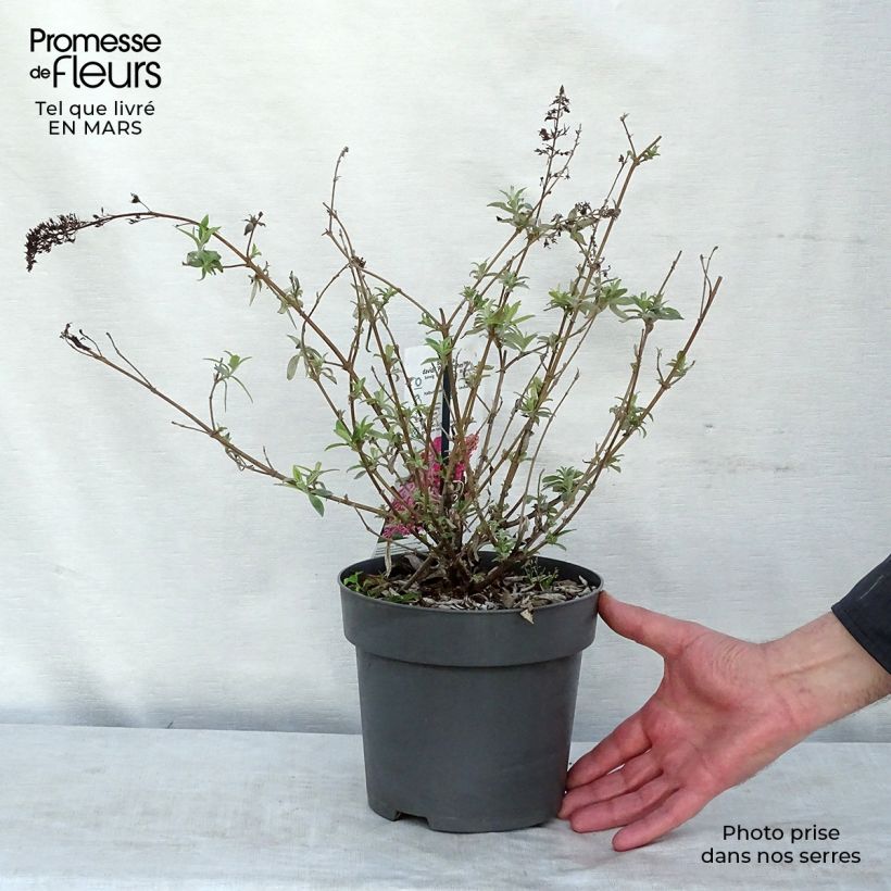 Buddleia davidii Pink Panther - Arbre aux papillons Pot de 3L esemplare consegnato in inverno