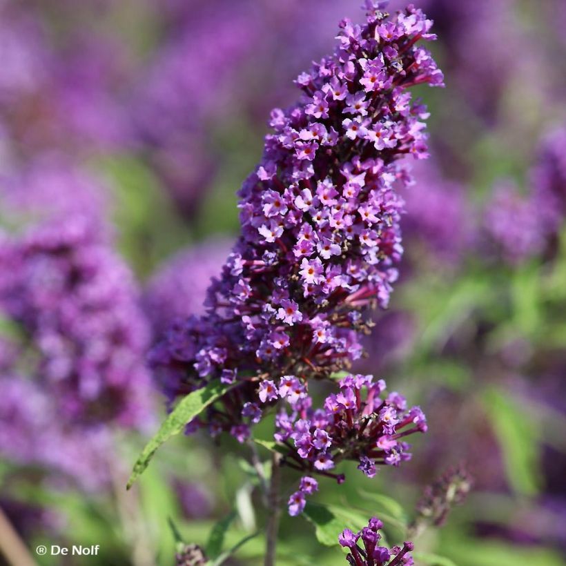 Albero delle farfalle Purple Emperor (Fioritura)