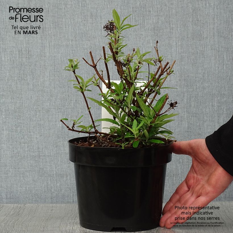 Buddleia davidii Purple Emperor - Arbre aux papillons Pot de 2L/3L esemplare consegnato in inverno