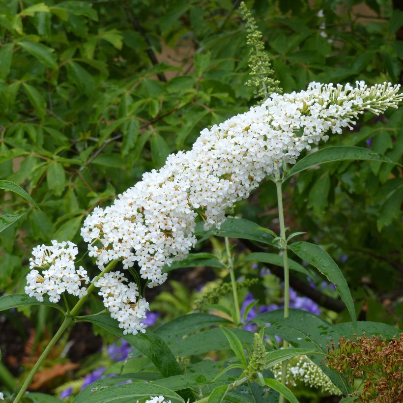 Albero delle farfalle Rêve de Papillon Blanc (Fioritura)