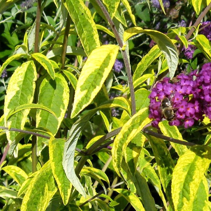 Albero delle farfalle Santana (Fogliame)