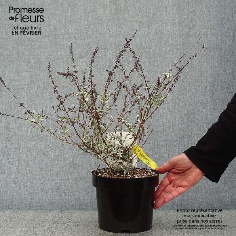 Buddleia davidii White Ball Pot de 3L/4L esemplare consegnato in inverno