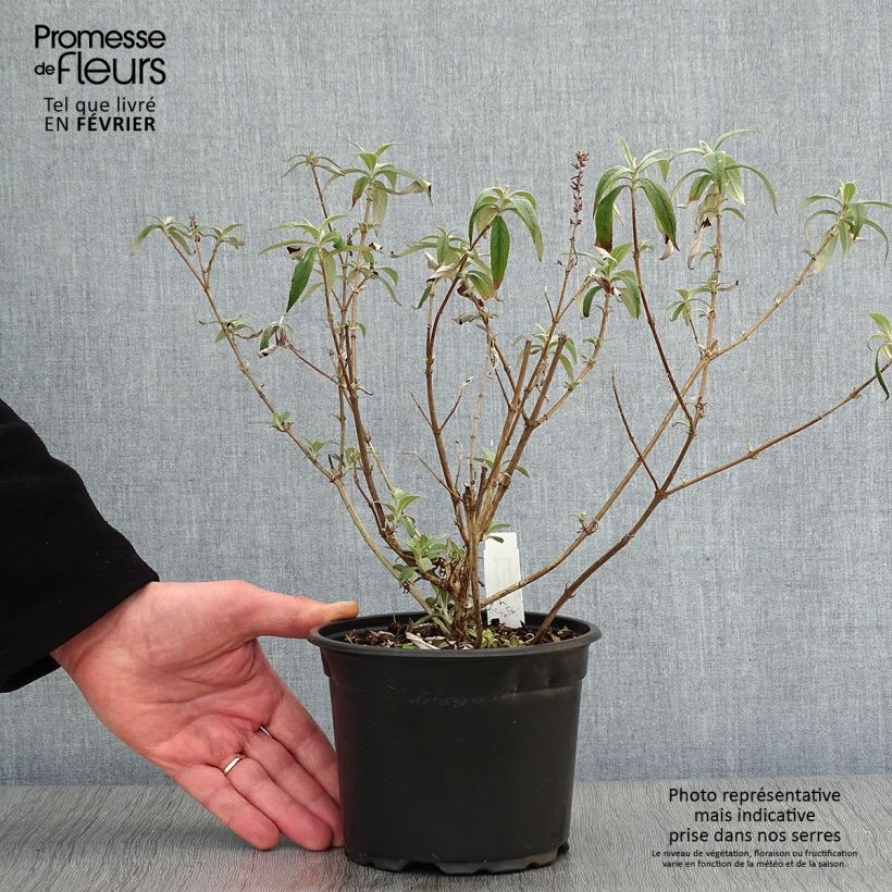 Buddleia davidii White Profusion en pot 1.3L - Arbre aux papillons esemplare consegnato in inverno